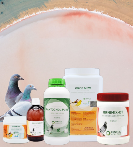 Pigeons supplies hot sale