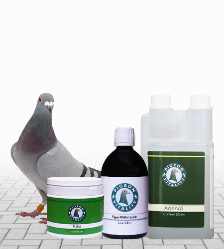 Pigeon online supplies online