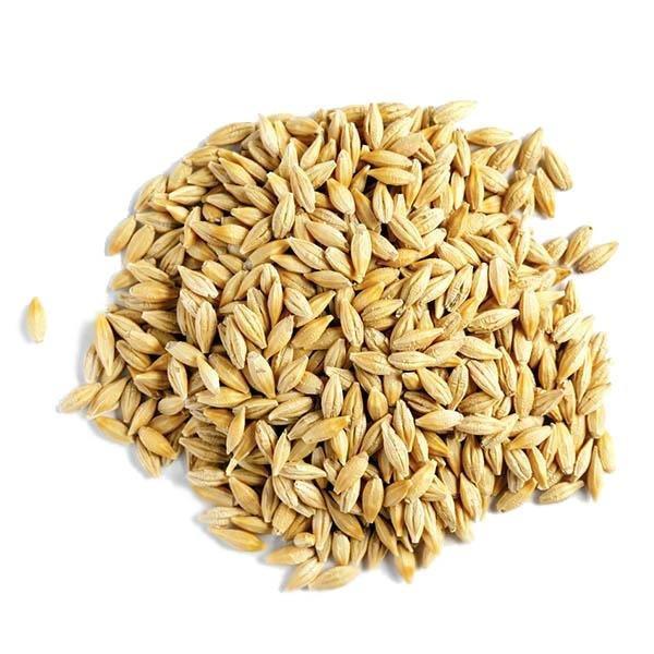 Baden Barley 50 lb. - New York Bird Supply