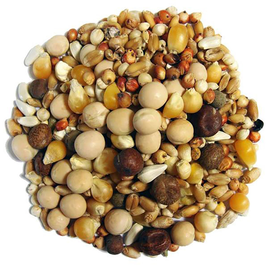 Quality Pigeon Accessories: Feeders for Convenient Feeding — Global ...