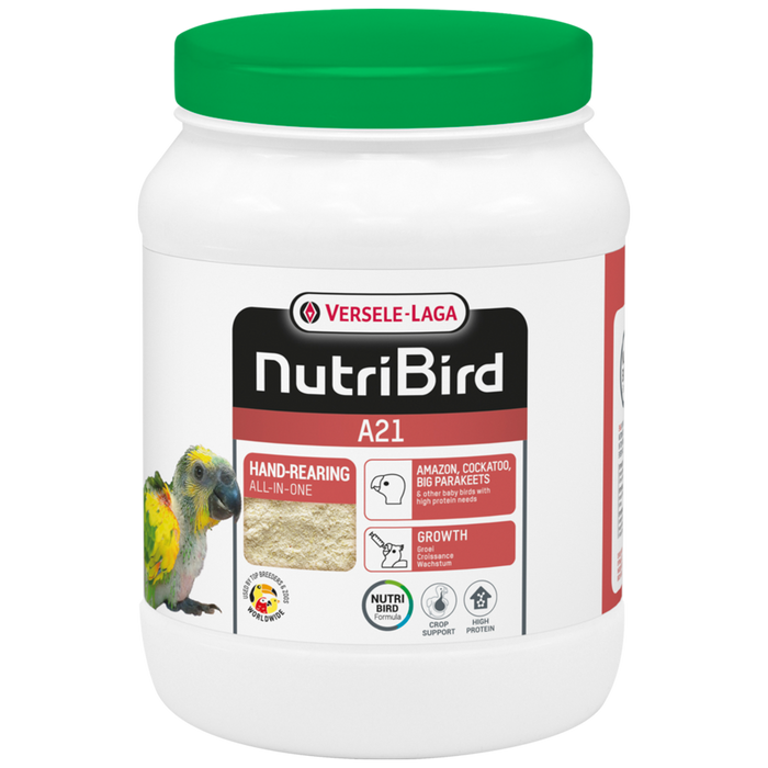 Hand 2024 rearing pigeons